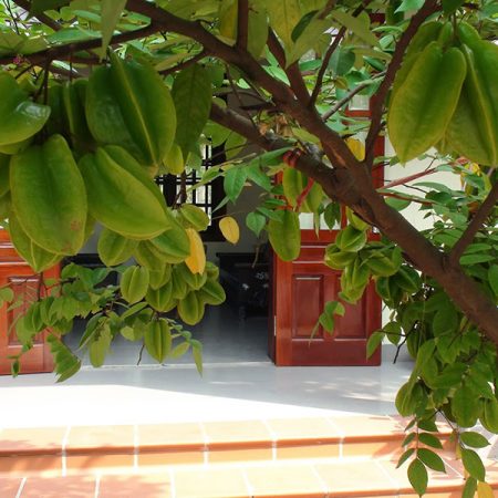 trồng cây khế trước cửa nhà trong phong thủy có tốt không?