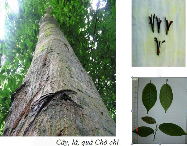 Cây gỗ Chò Chỉ trong tự nhiên