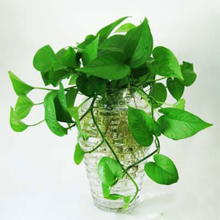 Trồng cây phong thủy theo tuổi - cây Trầu Bà