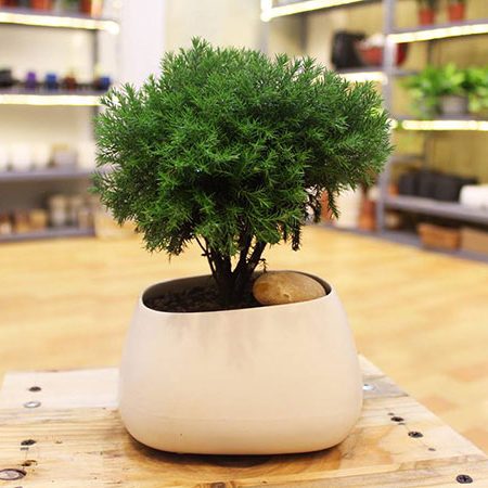 Cây Tùng Bồng Lai trong phong thủy
