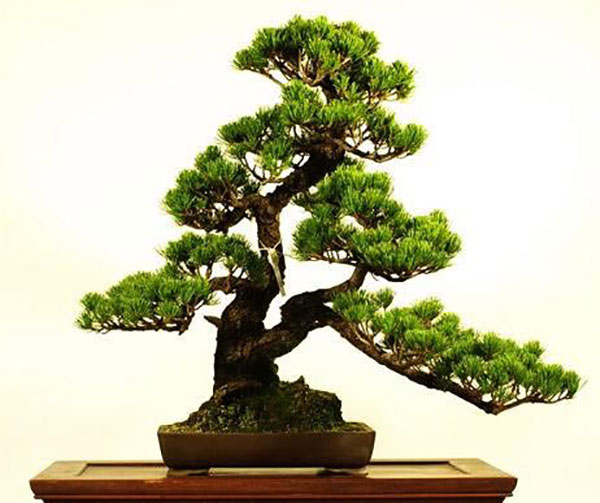 Ý nghĩa của cây tùng trong phong thủy - ảnh 1