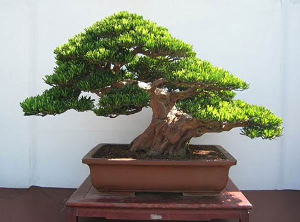 Ý nghĩa của cây tùng trong phong thủy - ảnh 3